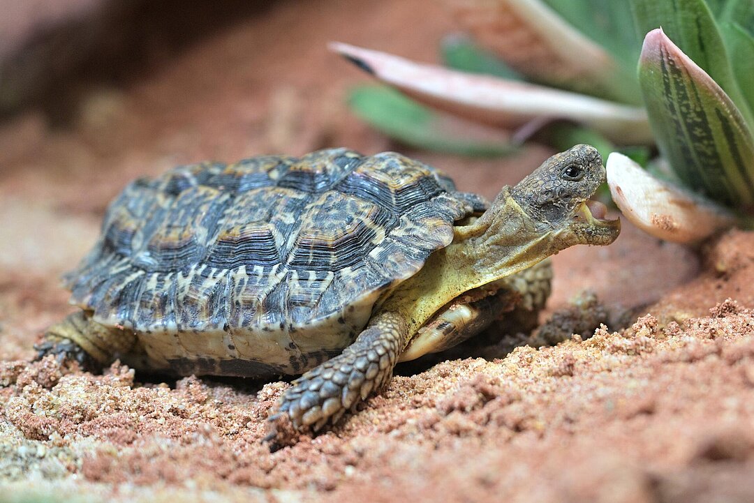 Gesägte Flachschildkröte im Tierpark Hellabrunn