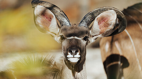 Auf dem Bild schaut ein Kudu im Tierpark Hellabrunn in die Kamera