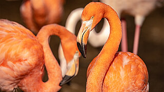 Flamingo Tierpark Hellabrunn