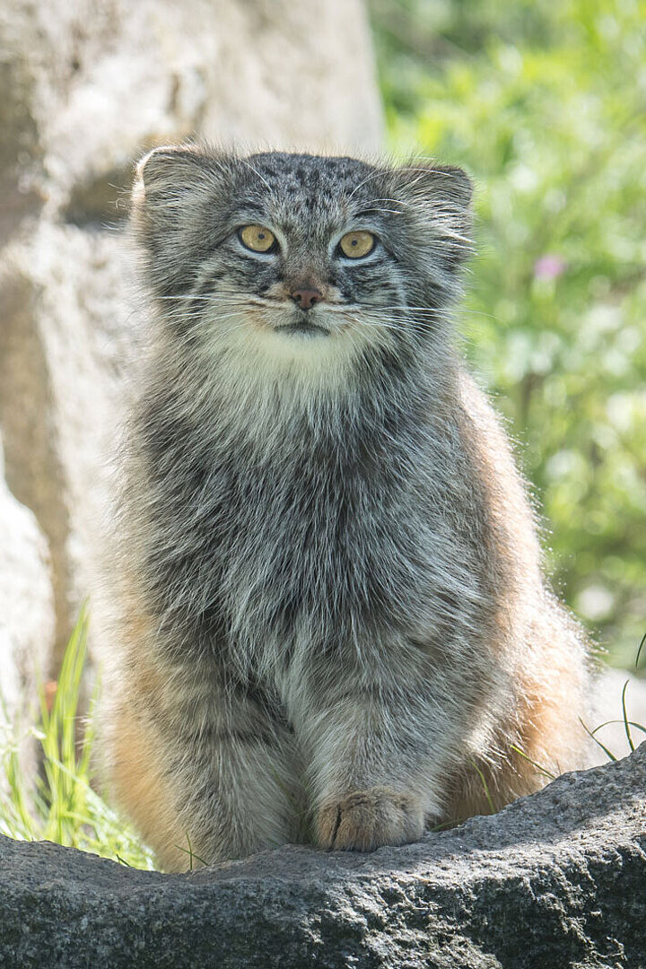 Species conservation - Tierpark Hellabrunn