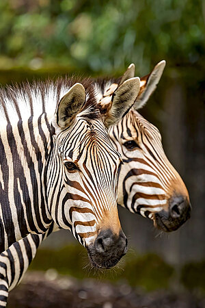 Zwei Zebras blicken direkt in die Kamera.
