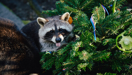 A racoon enjoys his christmas treat