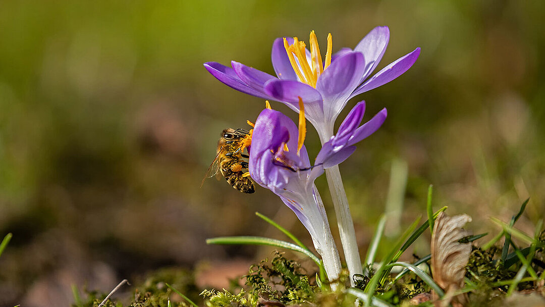 Eine Biene sitzt auf einer Blume.