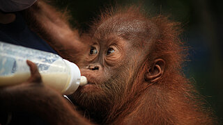 Baby Orang-Utan Bukit Tigapuluh Nationalpark Indonesien