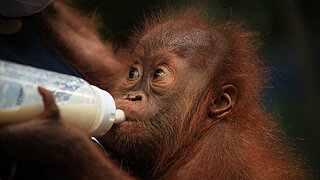 Baby Orang-Utan Bukit Tigapuluh National park Indonesien