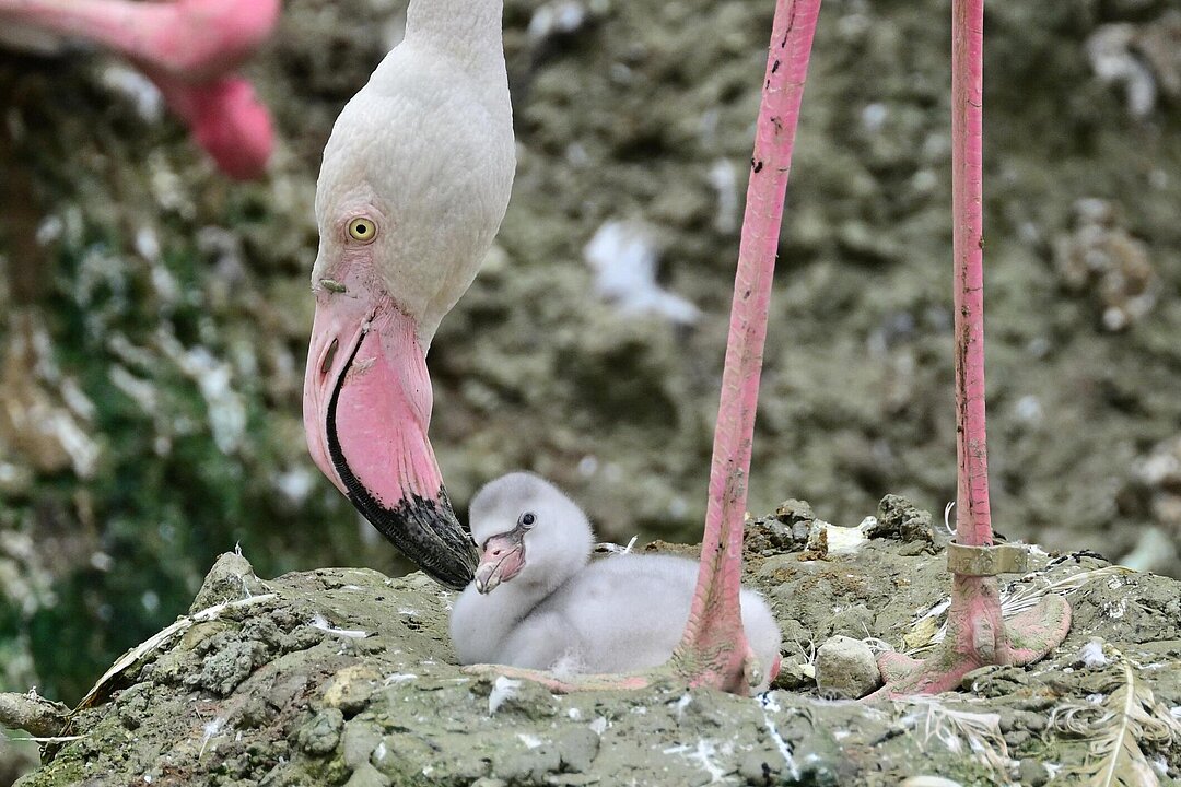 Ein Flamingo-Küken mit seiner Mutter.