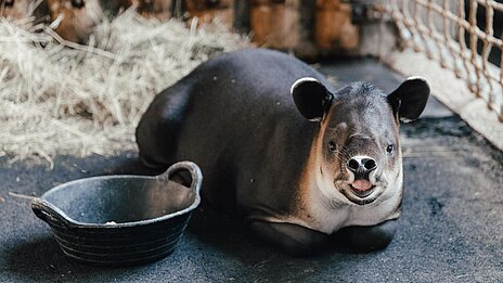 Der Mittelamerikanische Tapir 'Mattheo' in seiner Innenanlage im Münchner Tierpark Hellabrunn