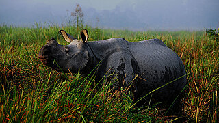 Ein Nashorn steht im Gras in Indien.