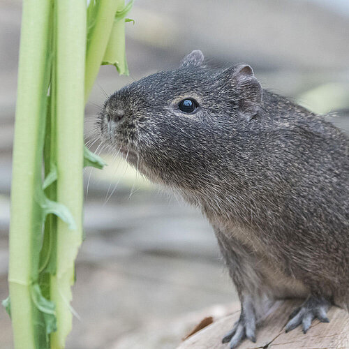 Brazilian guinea pig - Tierpark Hellabrunn