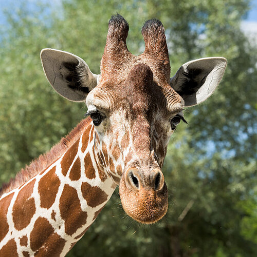 Reticulated giraffe - Tierpark Hellabrunn