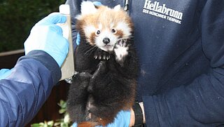 Roter Panda Tierpark Hellabrunn