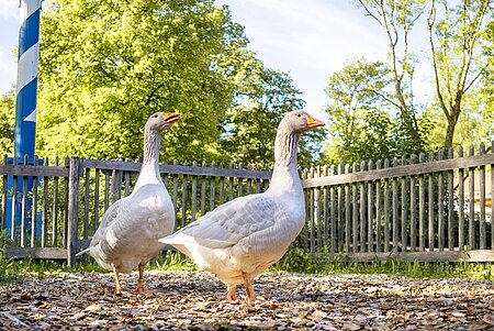 Zwei Fränkische Landgänse