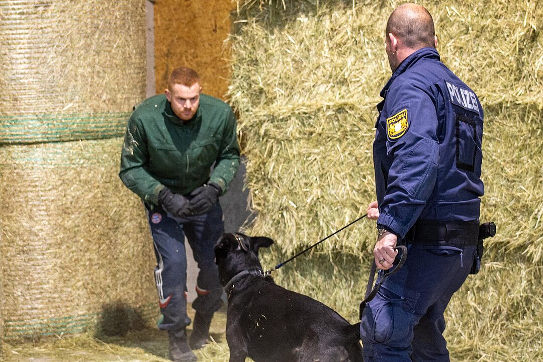 Training der Polizei-Hundestaffel: Hund stellt Einbrecher.