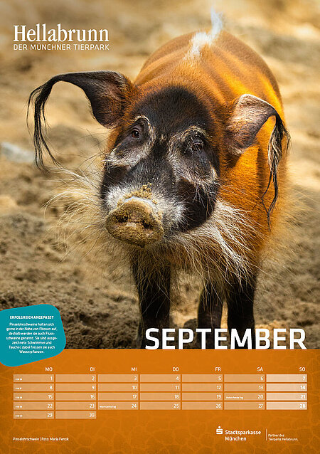 Kalenderblatt September Pinselohrschwein