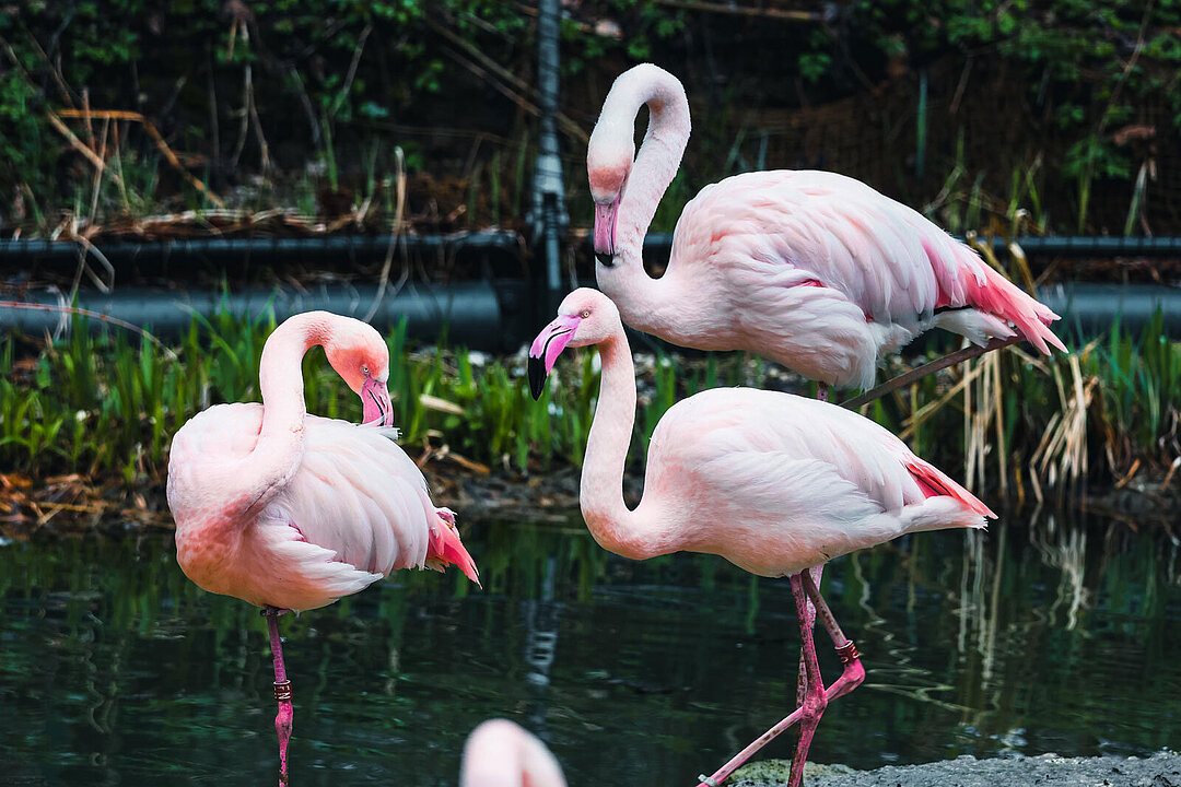 Rosa Flamingos.