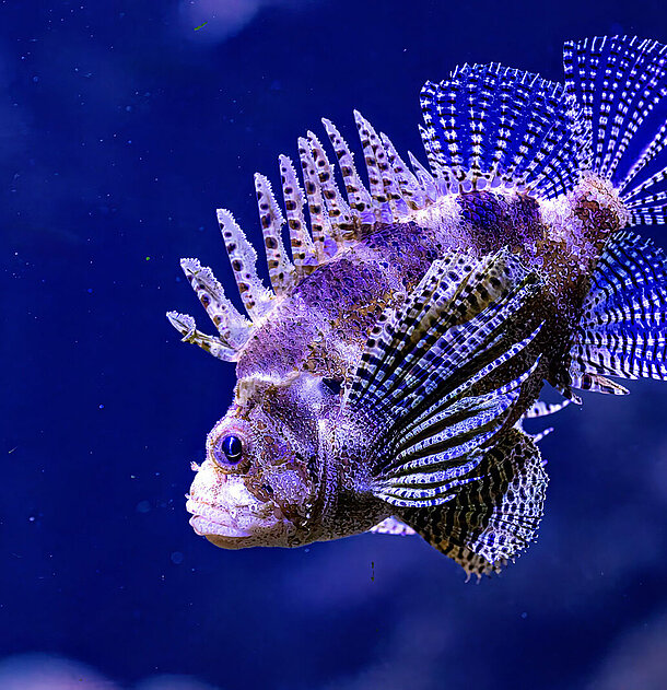 Ein Feuerfisch im Hellabrunner Aquarium 