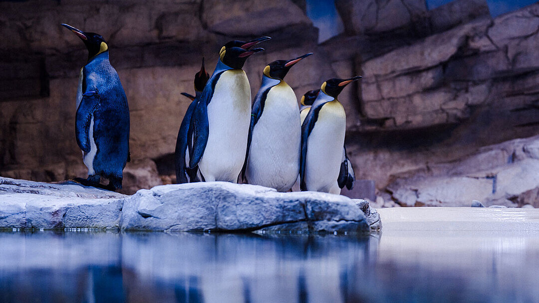 The king penguins are back in their renovated enclosure.