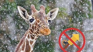 Netzgiraffe im Schnee (Maria Fencik)