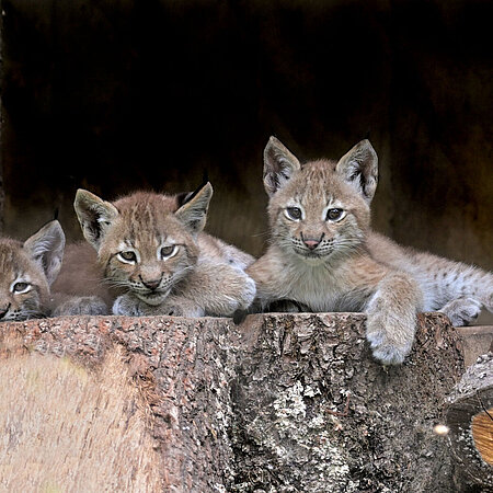 [Translate to English:] Jungtiere europäischer Luchs