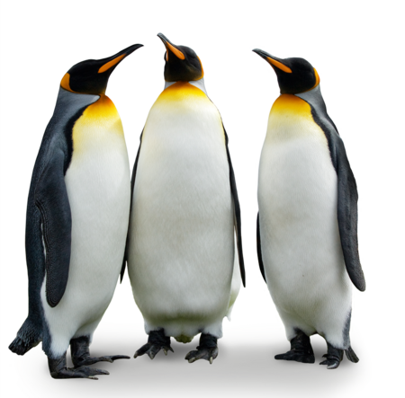 The picture shows three king penguins standing together in a semicircle.