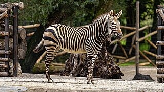 A zebra on the newly renovated enclosure.