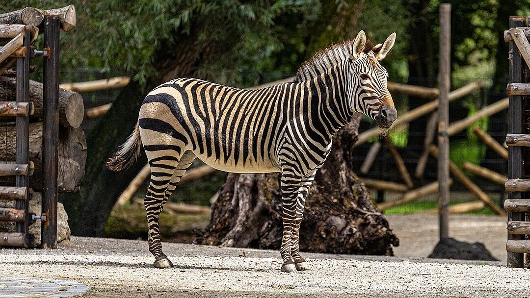 A zebra on the newly renovated enclosure.