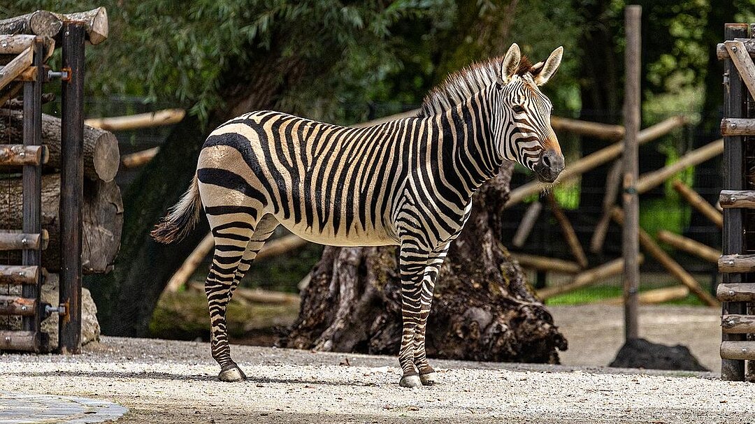 Ein Zebra auf der frisch sanierten Anlage.