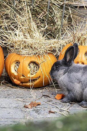 Halloween in Hellabrunn. Ein Marderkaninchen sitzt vor drei geschnitzten Kürbissen und beschnuppert einen davon.