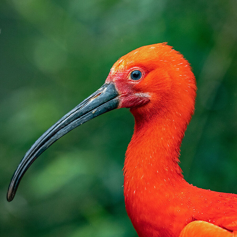 Scarlet Ibis - Tierpark Hellabrunn