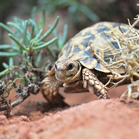 Eine Kalahari-Stachelrand-Schildkröte im Tierpark Hellabrunn.