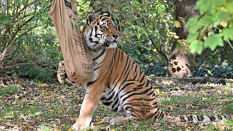 Sibirscher Tiger mit Enrichment im Tierpark Hellabrunn