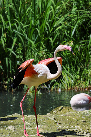 Ein stehender rosa Flamingo spreizt seine Flügel