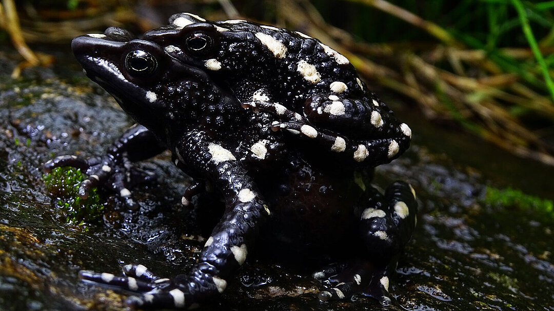 amplexus-atelopus-arsyecue Frosch Hellabrunn