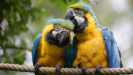Zwei Gelbbrustaras sitzen nebeneinander.