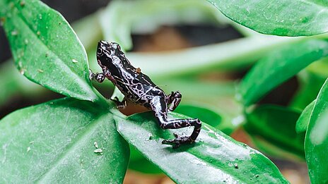 Barbotin-Harlekinkröte