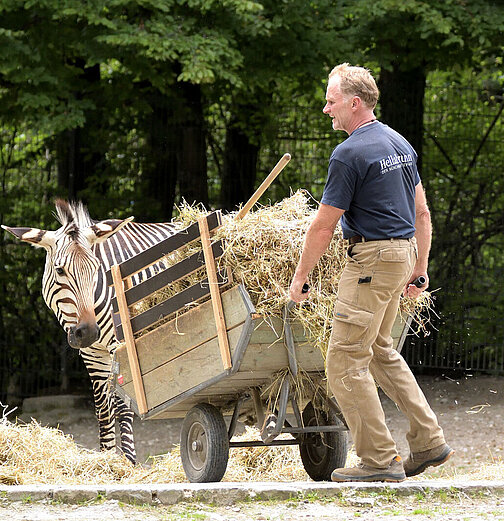 Ein Tierpfleger beim Füttern der Zebras.