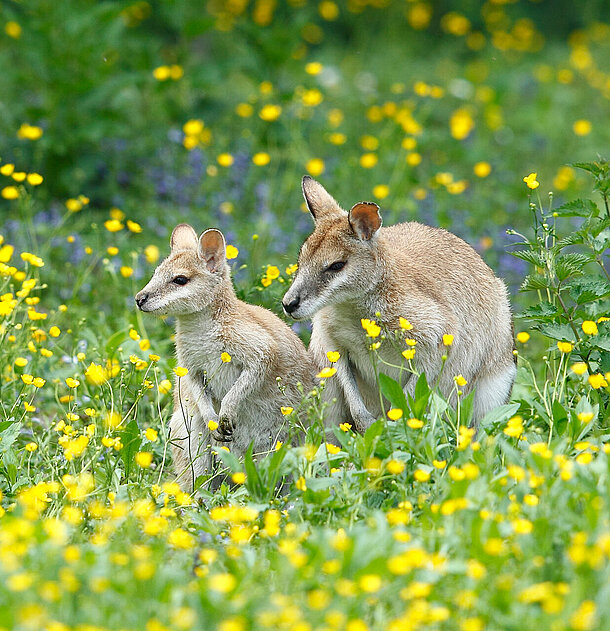 Zwei Flinkwallabies