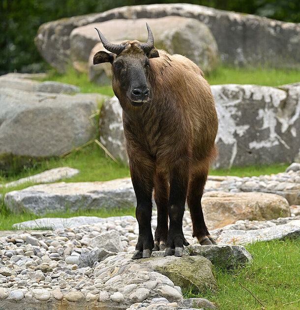 Ein Takins steht auf seiner felsigen Anlage und blickt in die Kamera.