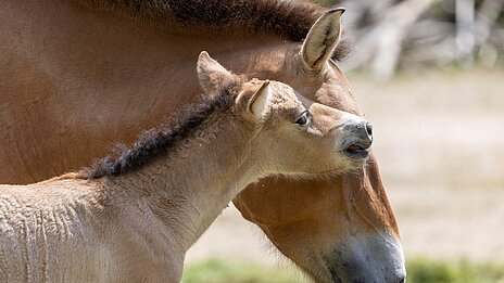 Przewalski-Fohlen in Hellabrunn geboren