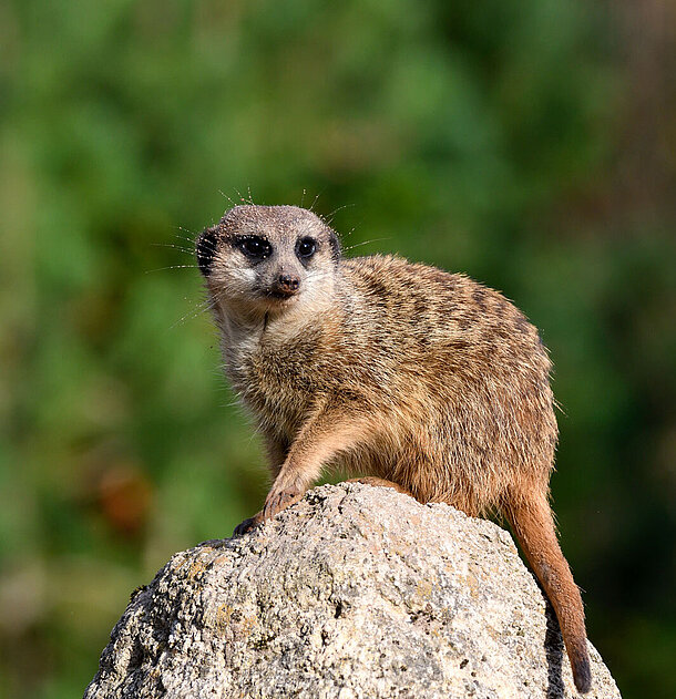 ein Erdmännchen auf einem Stein im Tierpark Hellabrunn