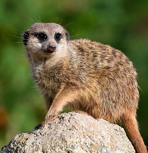 Ein Erdmännchen sitzt auf einem Stein