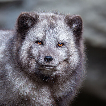 Ein Polarfuchs schaut in die Kamera. Sein Fell hat die sommerlich, dunkelgraue Färbung.