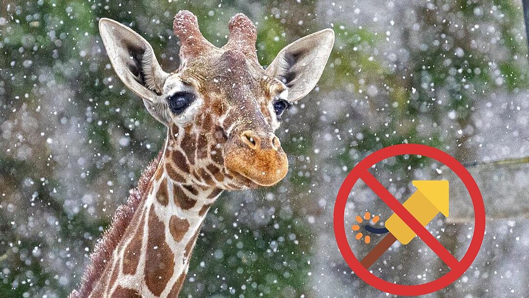 Netzgiraffe im Schnee