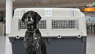 Ein Hund am Flughafen München vor der Transportbox