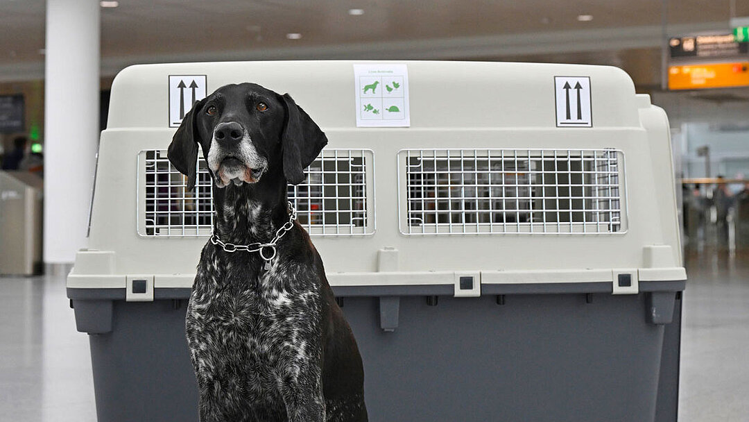 Ein Hund am Flughafen München vor der Transportbox