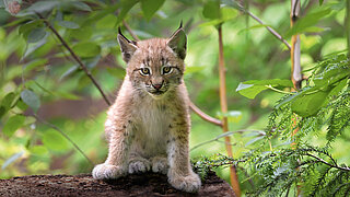 Europäischer Luchs Nachwuchs aus dem Jahr 2024