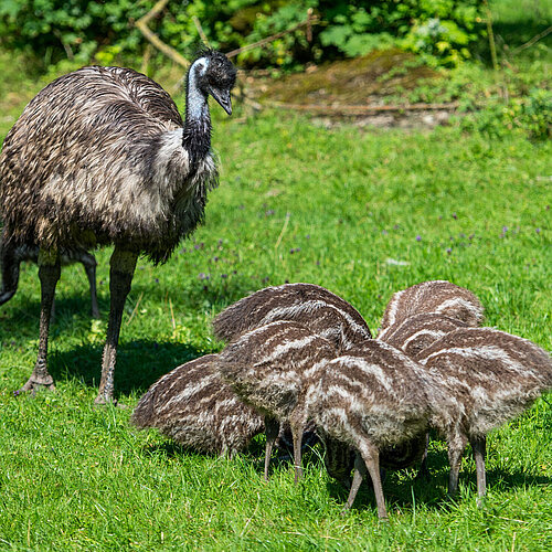 Emu - Tierpark Hellabrunn