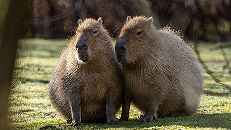 zwei Wasserschweine auf der Außenanlage im Tierpark Hellabrunn