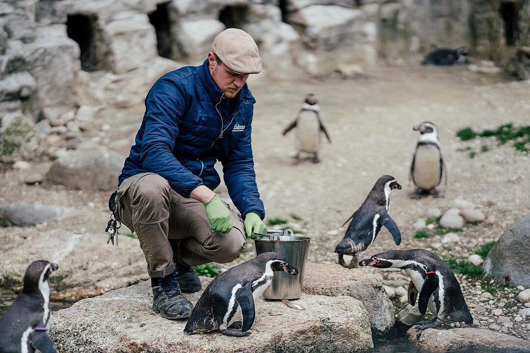 Fütterung der Humboldtpinguine