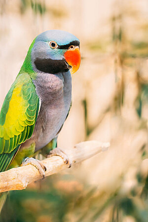 Zeichenkurs Tierpark Hellabrunn